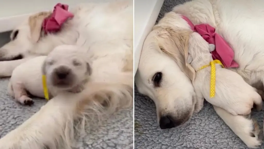 Golden Retriever Puppy Seeks Affection in Viral Moment