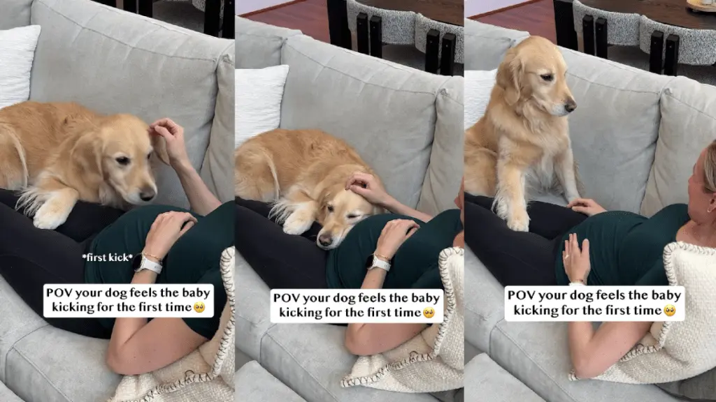 Dog's Surprise Reaction to Unborn Baby's Kick