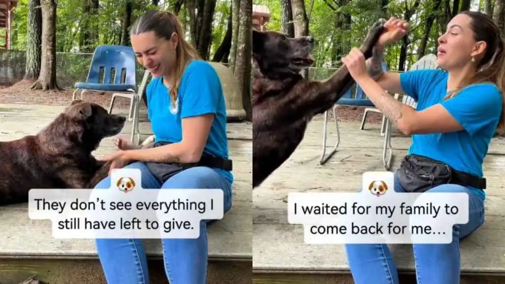Senior Shelter Dog's Forgotten Past Skills Still Shine