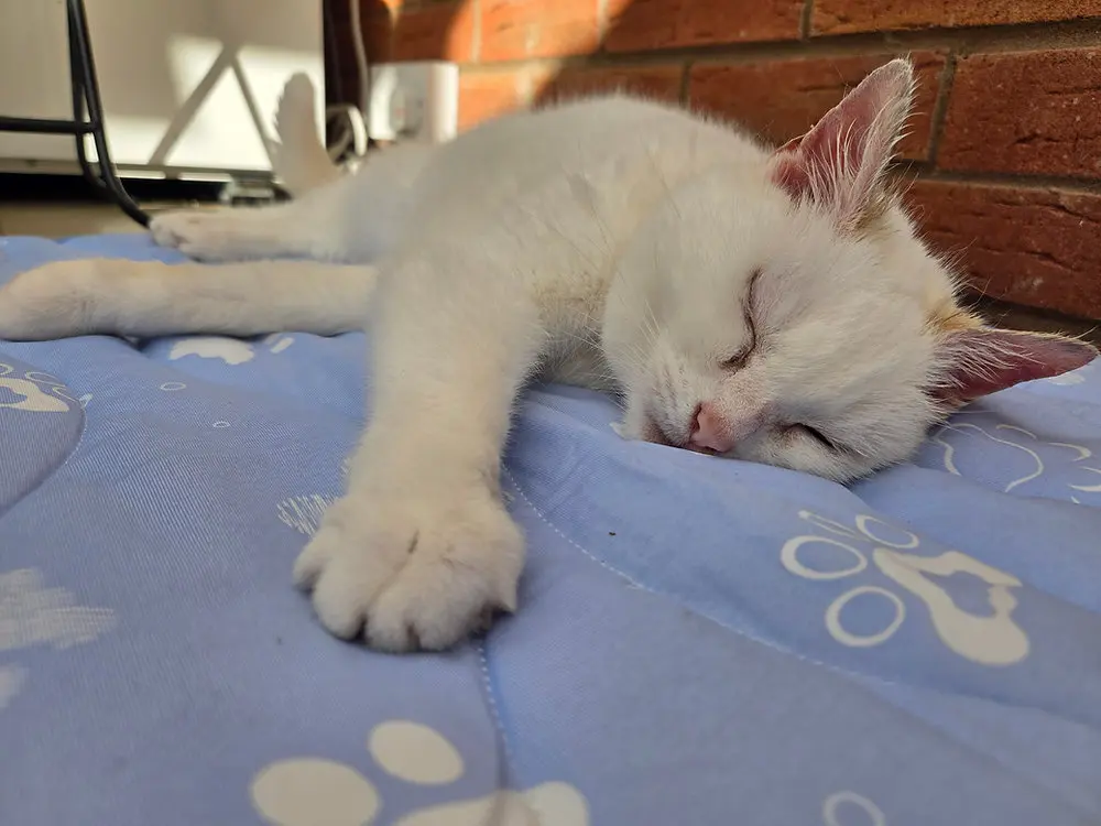 Cooling Mat for Cats: Does it Really Work?
