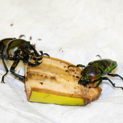 consuming
