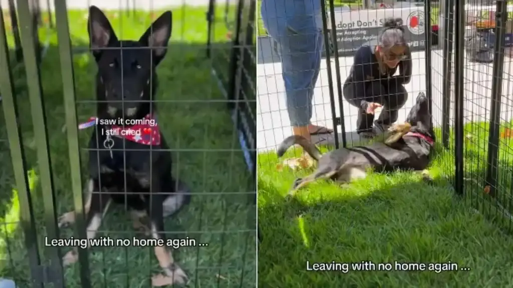 Rescue Puppy Left Heartbroken Again