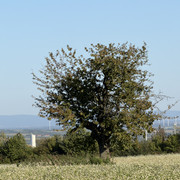 IMG-0375