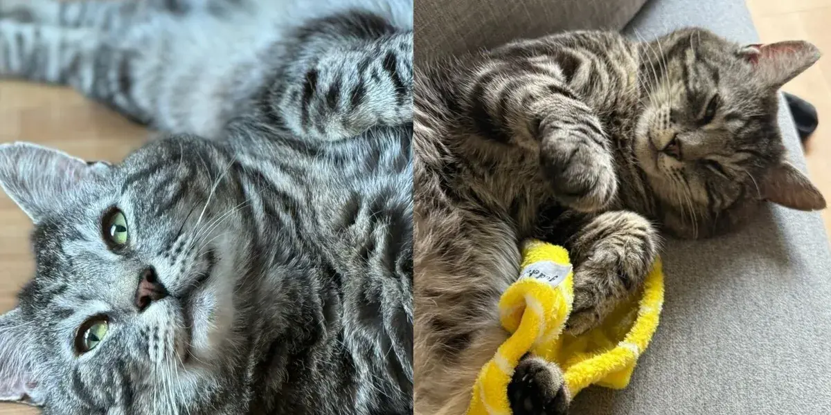 Tabby Cat Left Behind Finds New Hope