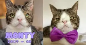 Monty, the Special-Needs Cat, Dies at 16