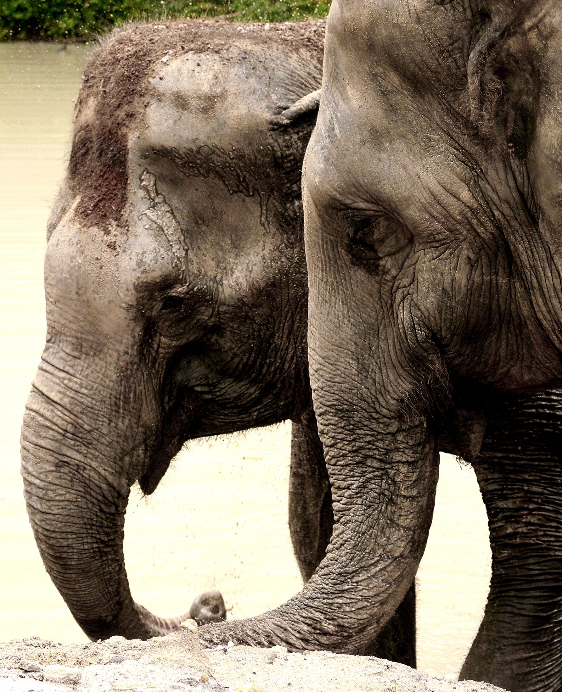 Phuket Elephant Sanctuary — Santuari Gajah — foto 2