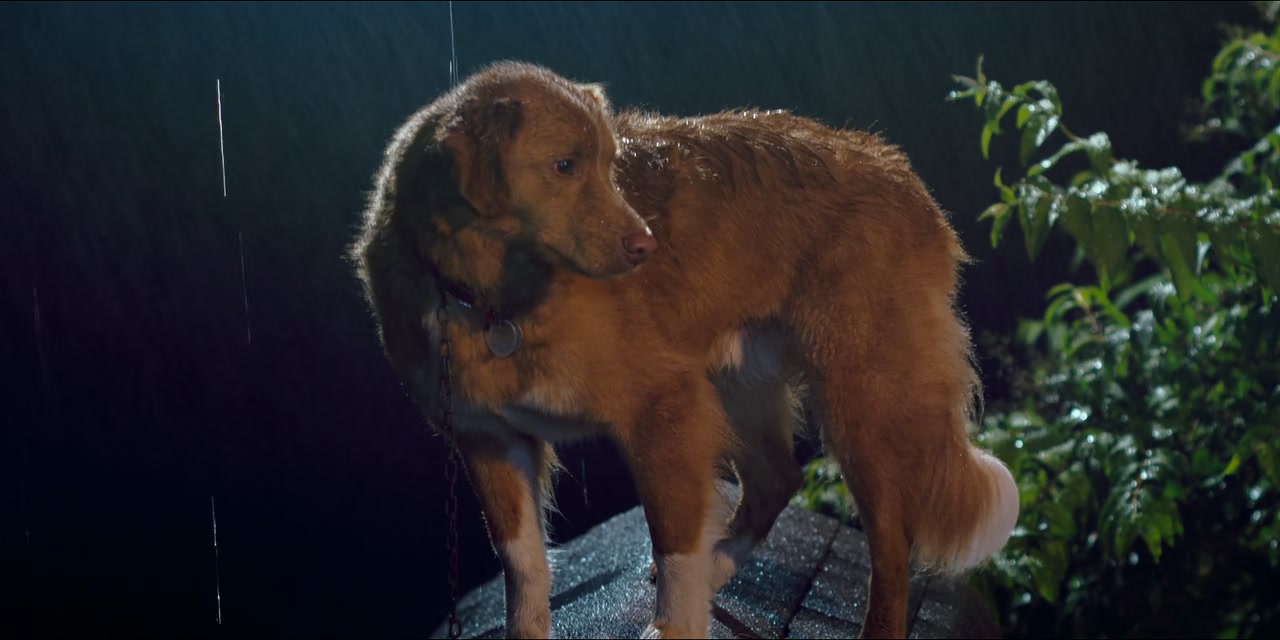 Good Boy Screenshot