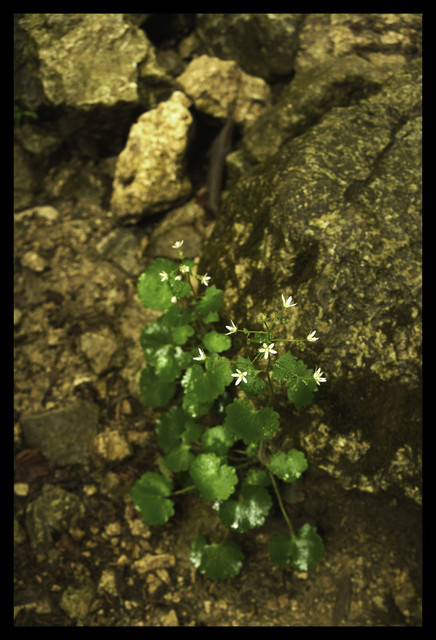 Green II 2048px.jpg