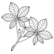 drawn leaf flower leaf 8