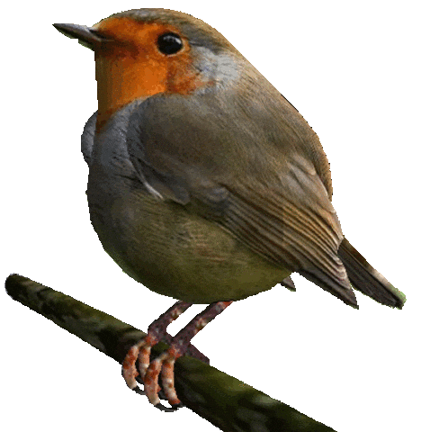 robin.gif