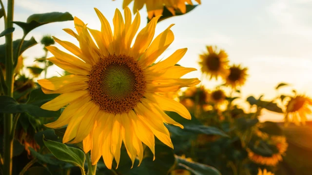 girasol