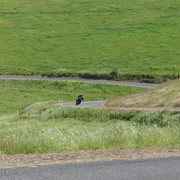 2025 Corryong044
