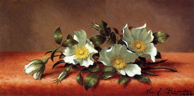 The-Cherokee-Rose