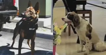 Officer Faces Charges After K-9s Die in Hot Vehicle