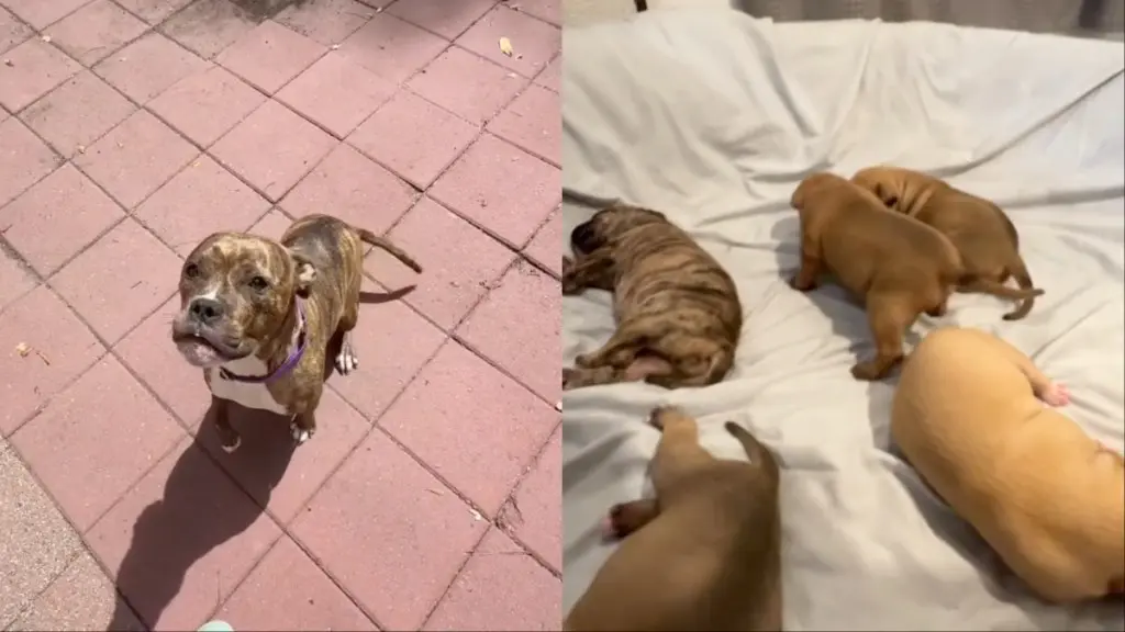 Rescued Mother Dog Enjoys Rare Quiet Moment with Human