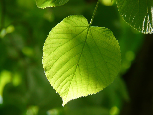 lime leaf 18