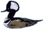 bird19
