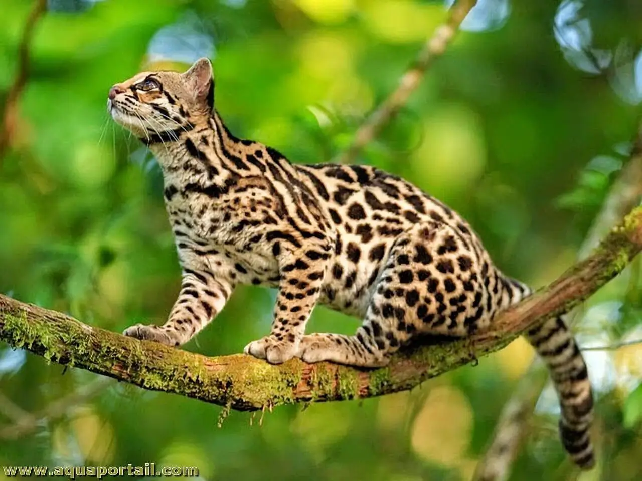 Margay Leopardus wiedii trepando árboles