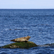 Seals-01