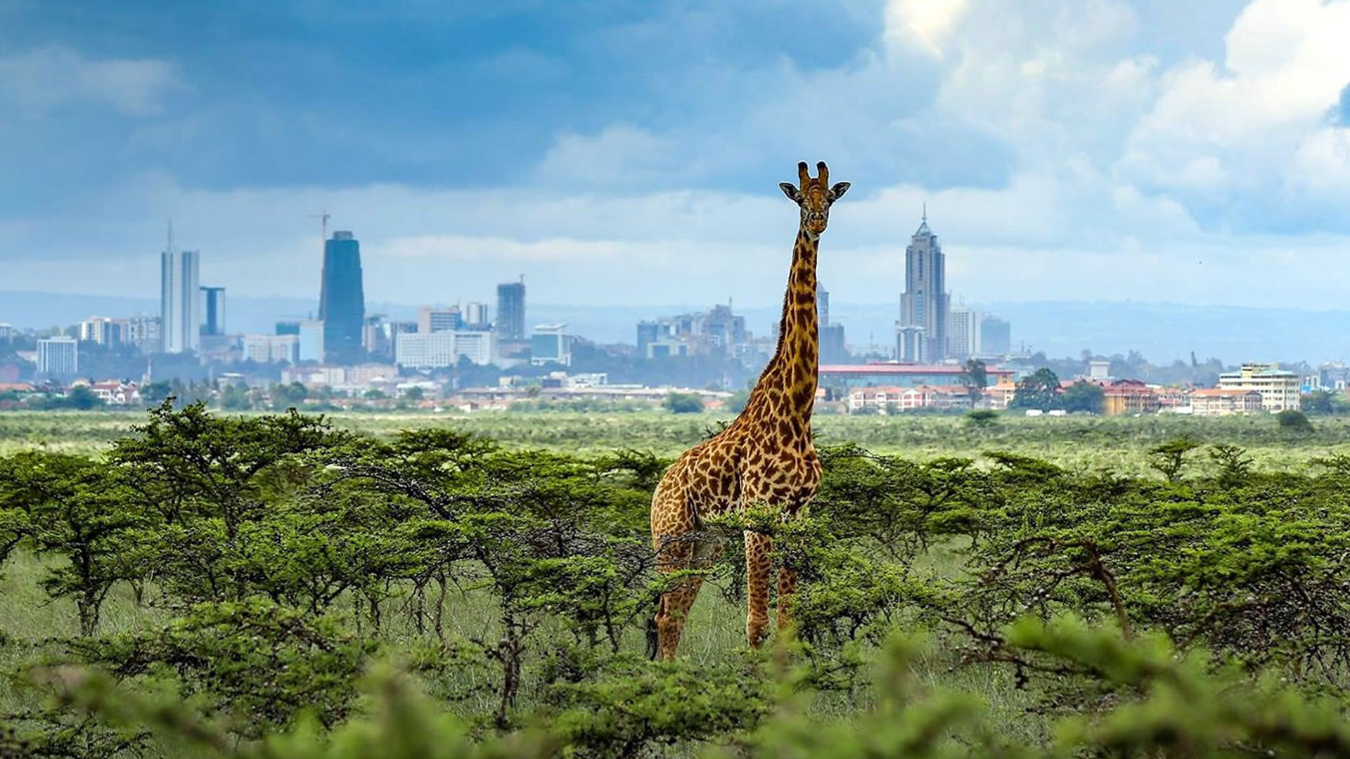 Acacia-dotted savanna on the edge of Nairobi