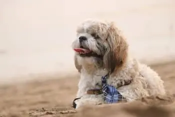 Dogs That Thrive on Routine
