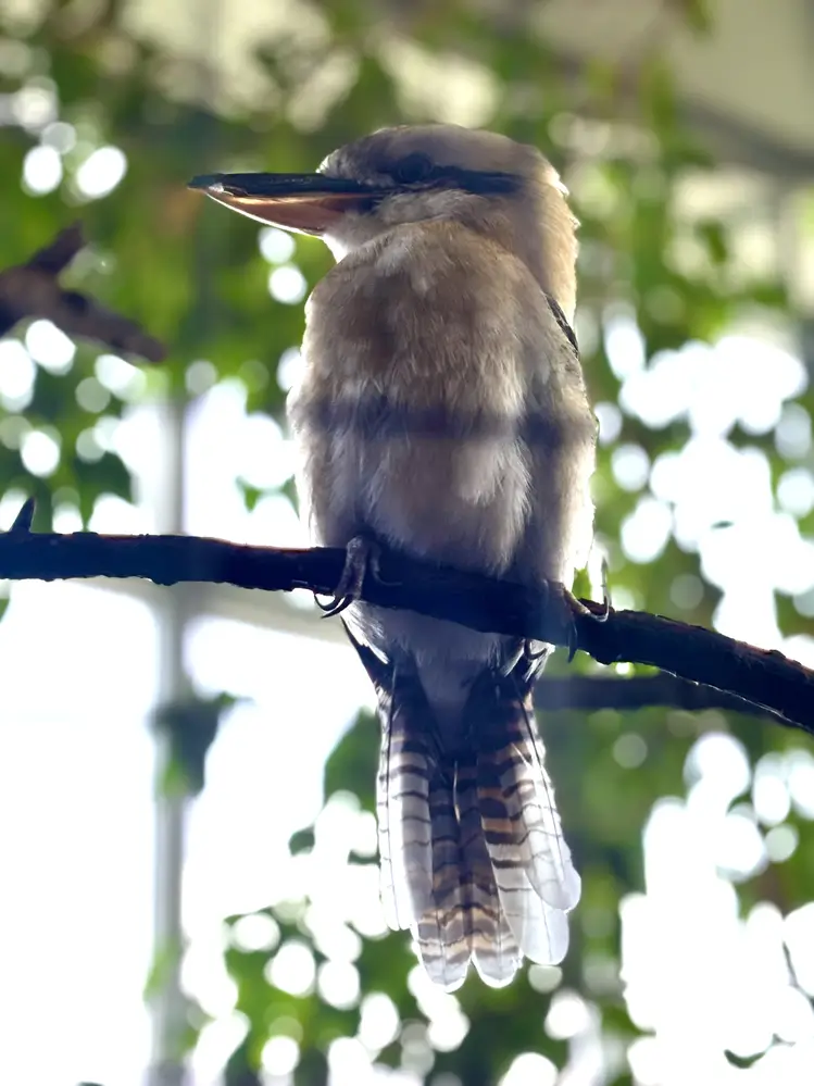 Kookaburra