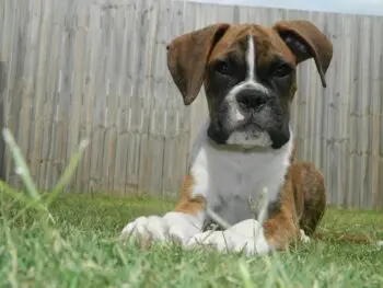 Bringing Home a Boxer Puppy? Here's What You Need