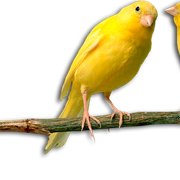 231