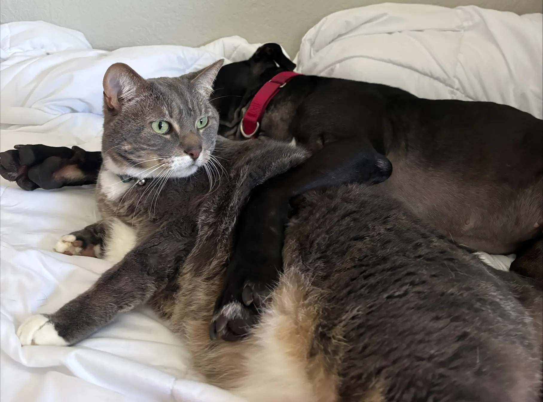 From Fighting Ring to Loving Home: The Role of Fostering in
