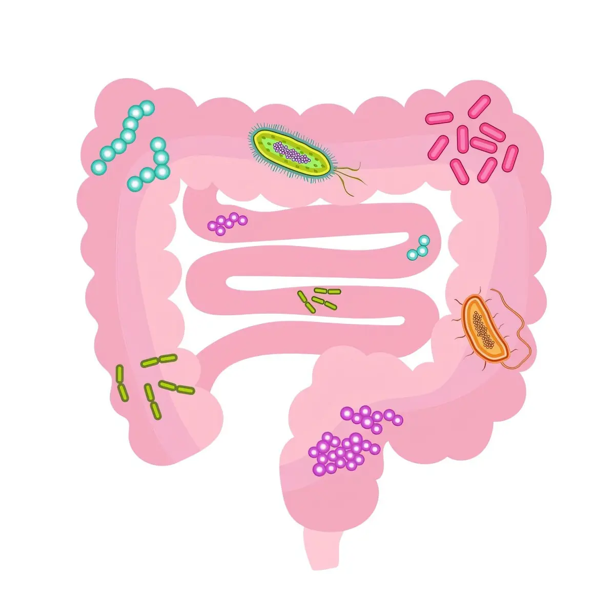 Gut Bacteria’s Role in Selenium Processing Revealed