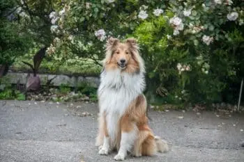 Best Collie Immunity Supplements