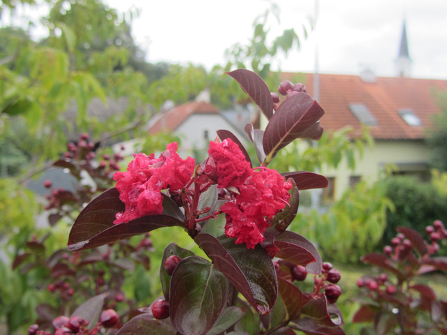 IMG-8816
