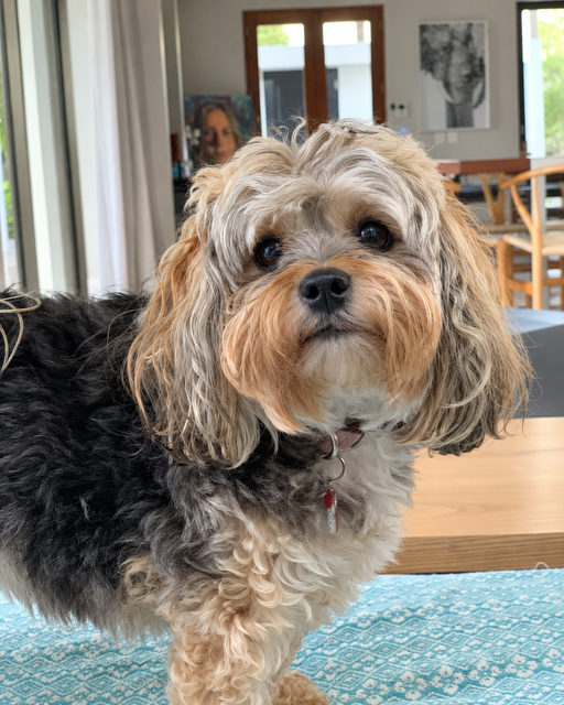 Close up portrait of Ruby a sweet senior female Morkie Yorkshire Terrier Maltese cross in Cape Town