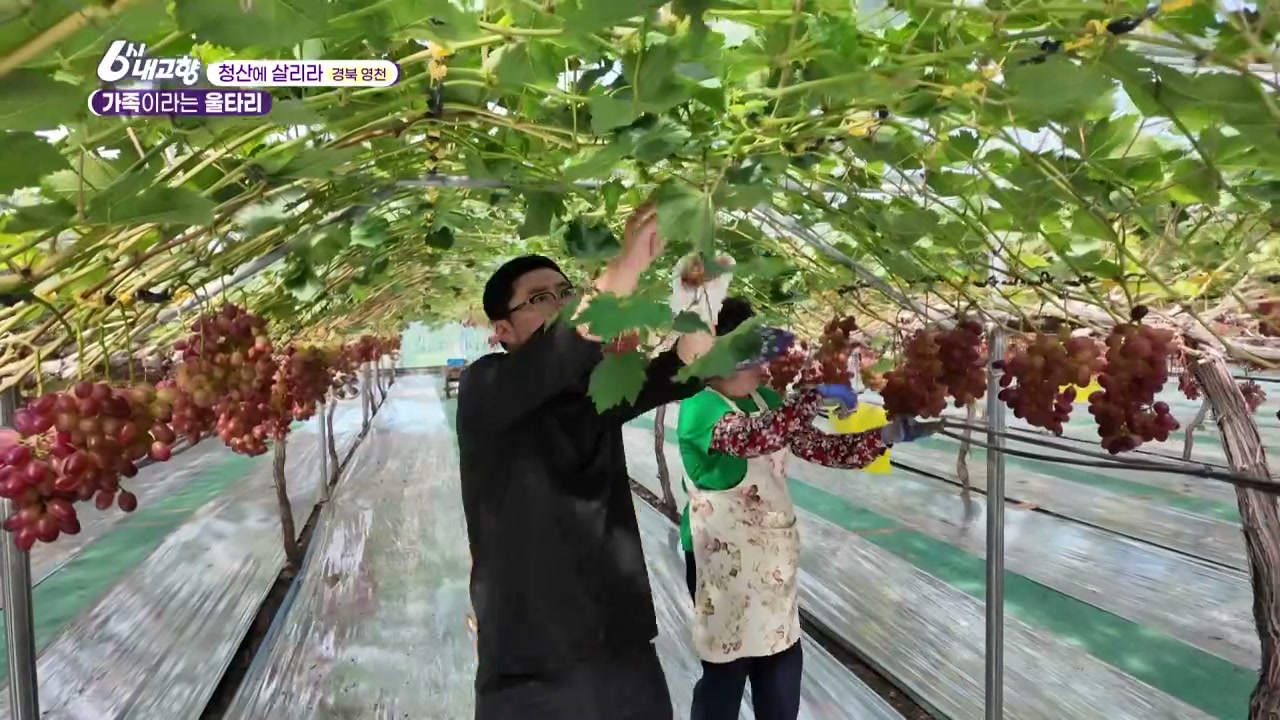 6시내고향 청산에 살리라 영천 포도 사과 자두 추가 캡처 2