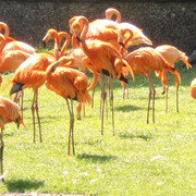 Flamands Roses