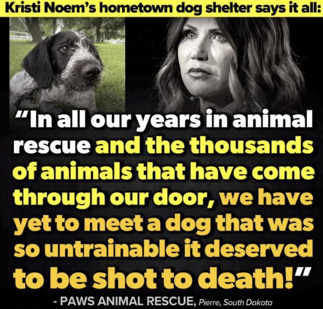 Paws-Animal-Rescue