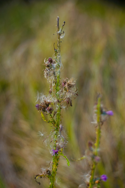 IMG-8624