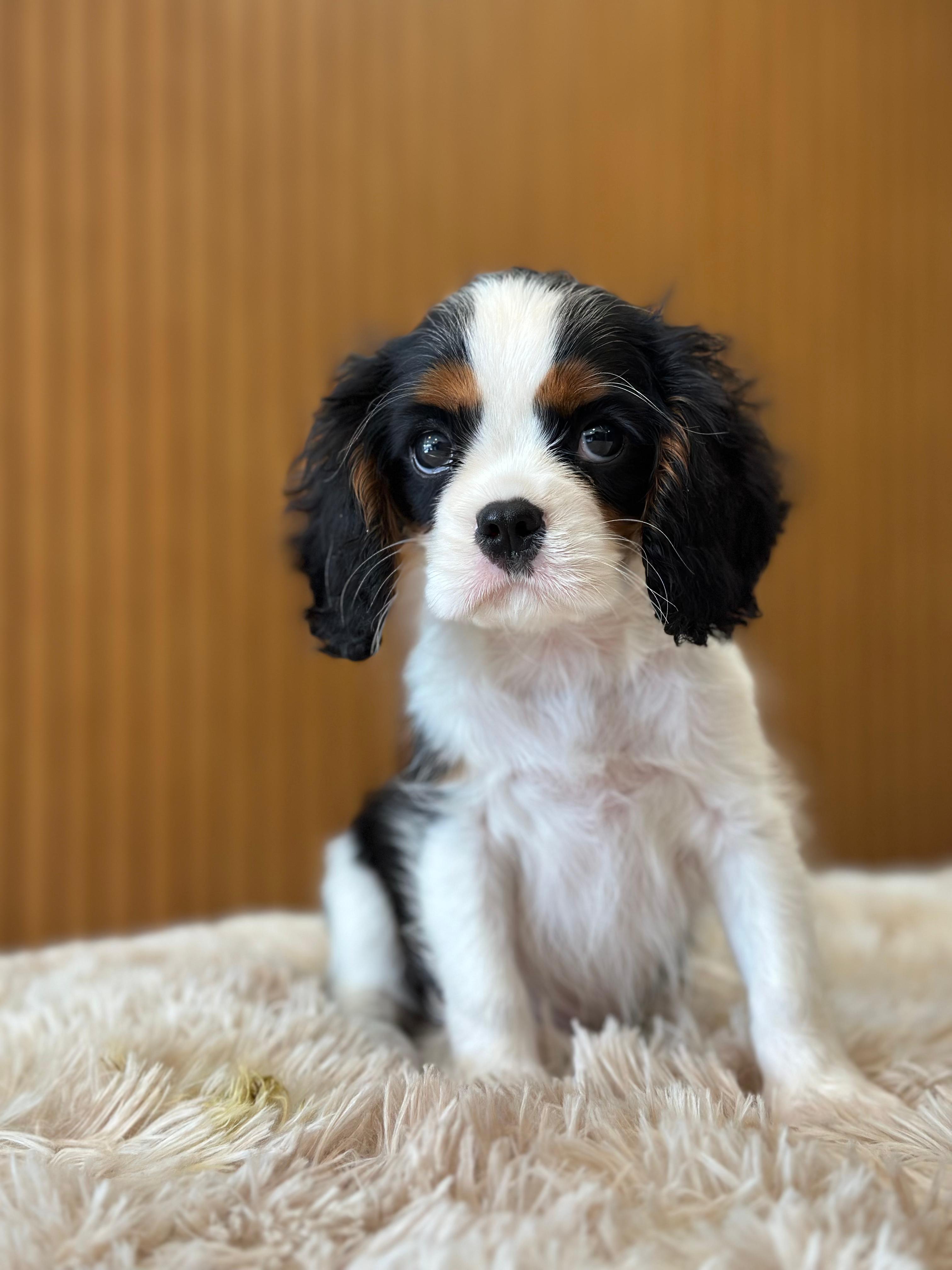 Cavalier King Charles
