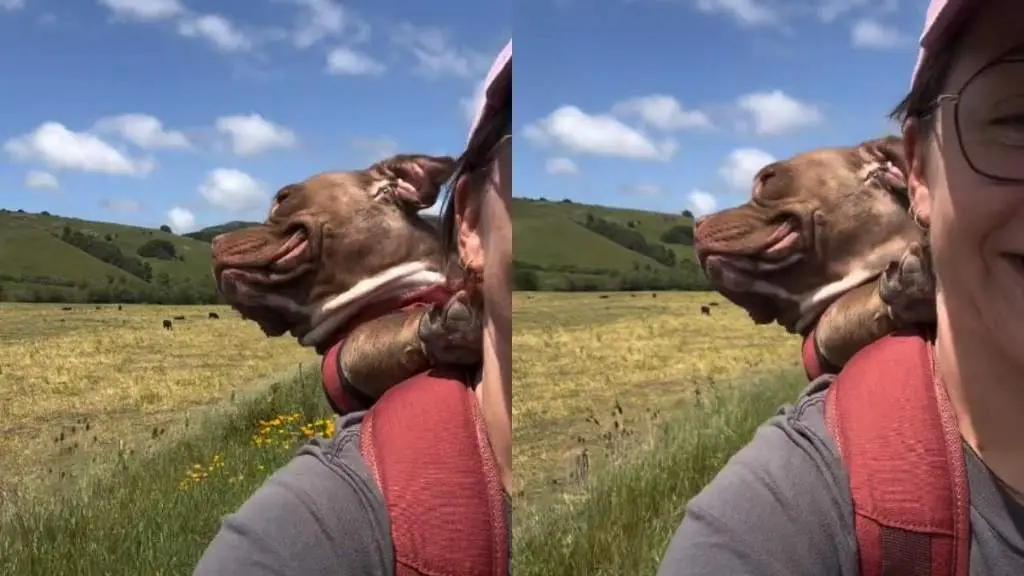 Rescue Dog Enjoys Life’s View From Above