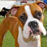 Fake Grass For Dogs