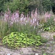 IMG 5987