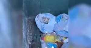 Kitten Abandoned in Dumpster Finds Comfort