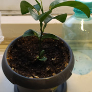 IMG-20260417-172721.jpg
