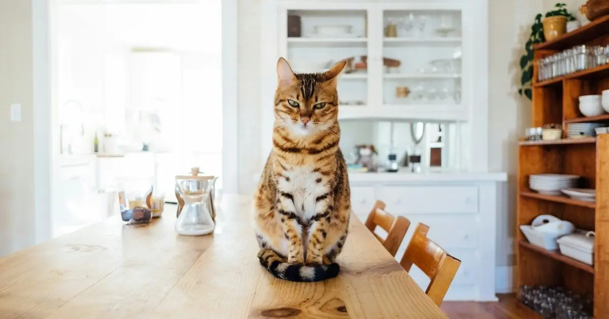 Keeping Cats Off Kitchen Surfaces Through Deterrent Methods