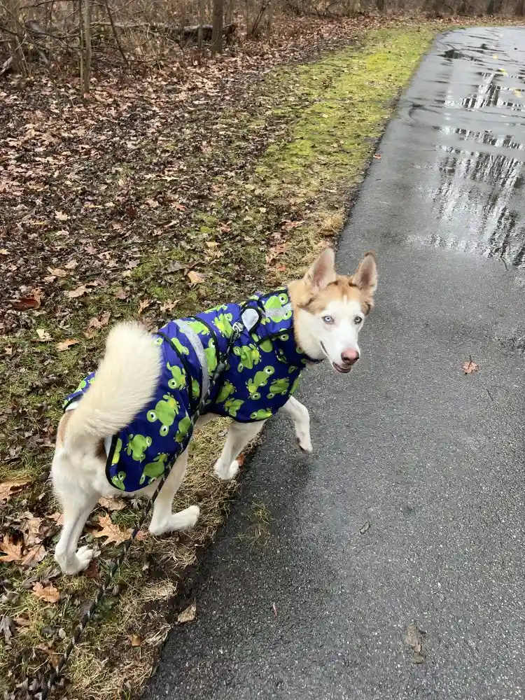 Fear Free Initiative Expands to Reduce Anxiety in Pets Nationwide