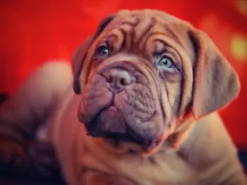 Top Supplements for Dogue De Bordeaux Puppies