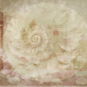 petalsandscroll