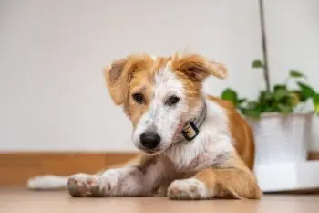 A Simple Trick for a Shinier Dog Coat