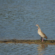 comp-2011-06-01-2
