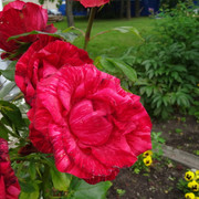 DSC06011-5